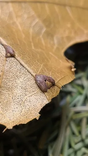 Polystepha podagrae