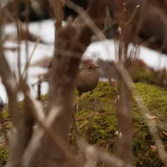 Winter Wren thumbnail 4
