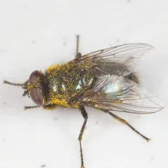 Blackbottle thumbnail 4