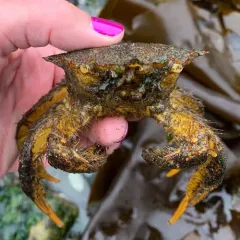 Helmet Crab thumbnail 3