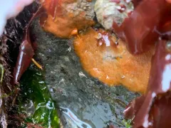 Orange Ripple Bryozoan thumbnail 3