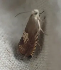 Eurasian Hemp Moth thumbnail 2