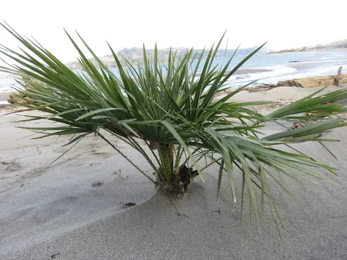 Mediterranean fan palm