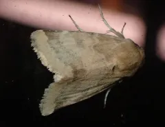 Schinia mortua thumbnail 3