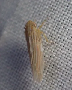 Cicadula cyperacea thumbnail 2