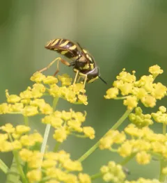 Blackshield Meadow Fly thumbnail 2