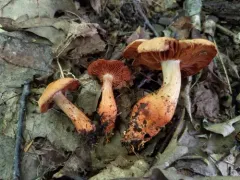 Cortinarius rubripes thumbnail 2