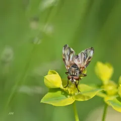 Phasia fenestrata thumbnail 2