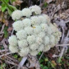 Henderson's angelica thumbnail 4
