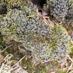 Heath Star-moss thumbnail 4