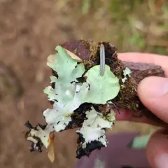 Arnold's Parmotrema Lichen thumbnail 4