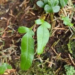 leathery polypody thumbnail 3