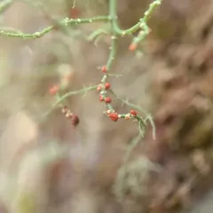 Beard-lichen parasite thumbnail 2