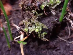 Long-bristled Frillwort thumbnail 4