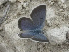 Shasta Blue thumbnail 4