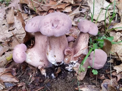 violet-gray bolete