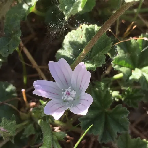 dwarf mallow