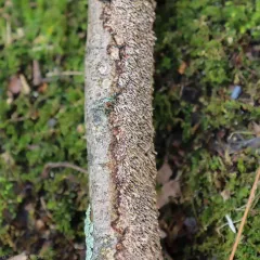 brown-toothed crust fungus thumbnail 2
