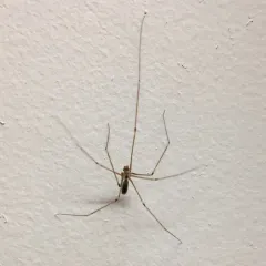 Long-bodied Cellar Spider thumbnail 2