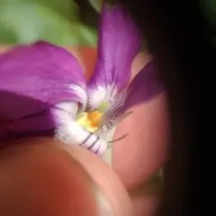 common dog-violet thumbnail 3