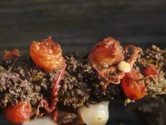 Pimpled sea squirt thumbnail 2