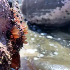 Sea Sacks thumbnail 3
