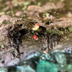 Red-trumpet Calcareous Tubeworm thumbnail 3