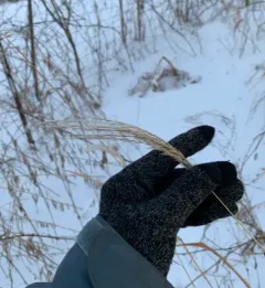 Japanese silver grass thumbnail 3