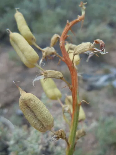 Bitterroot Milkvetch
