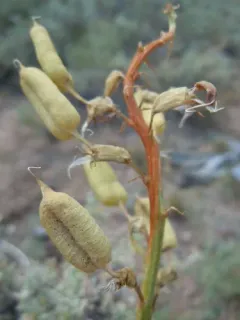Bitterroot Milkvetch thumbnail 1