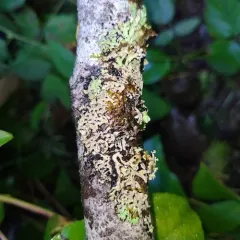 Tree Flute Lichen thumbnail 4