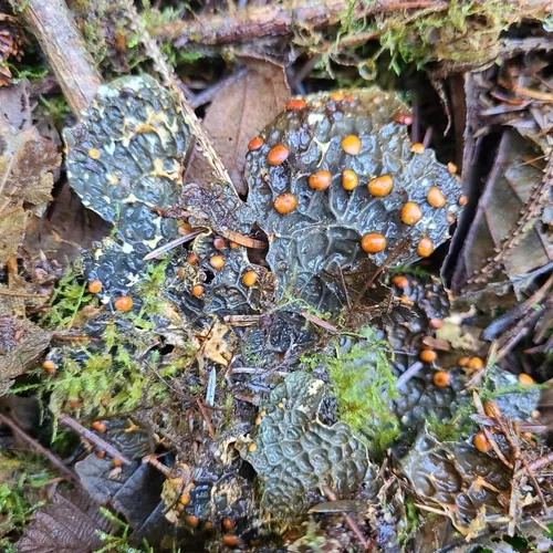 Lobaria anthraspis