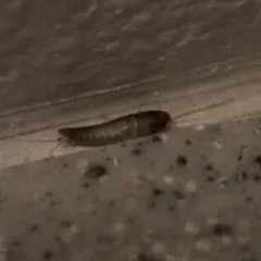 Common Silverfish thumbnail 3