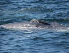 Sei Whale thumbnail 2