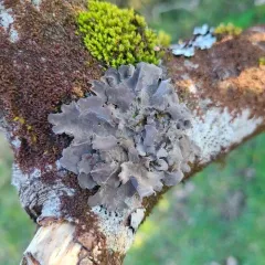 Pimpled Kidney Lichen thumbnail 2