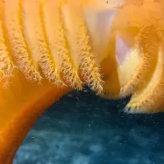 Orange Sea Pen thumbnail 4