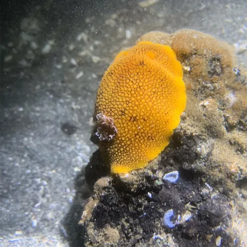 Noble Dorid