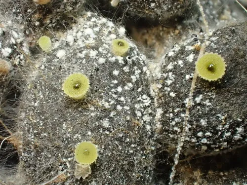 Ascobolus crenulatus