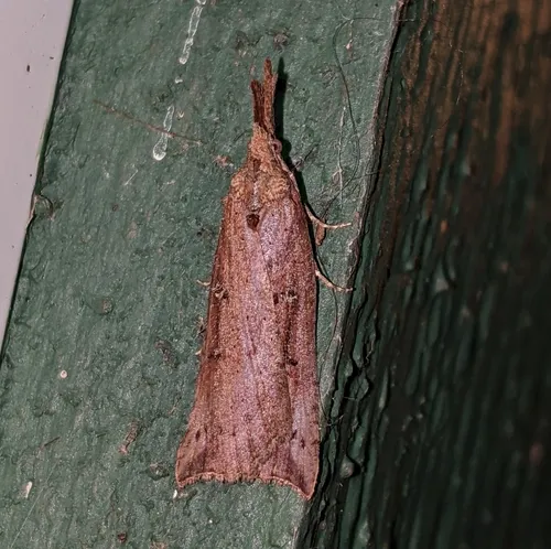 California Cloverworm Moth
