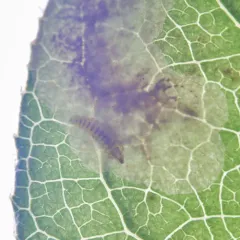 gaultheria leafminer moth thumbnail 4
