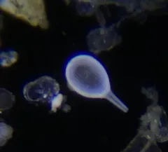 Lagena striata thumbnail 2