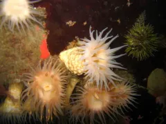 Rugose Anemone thumbnail 3