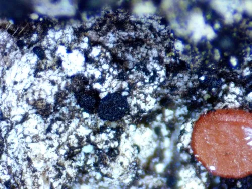 Sarea difformis