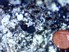 Sarea difformis thumbnail 1