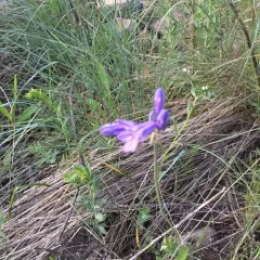 large-flowered triteleia thumbnail 4