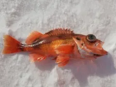 Deepwater Redfish thumbnail 4
