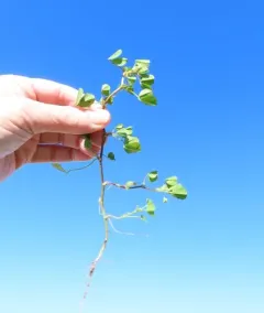 bur clover thumbnail 4