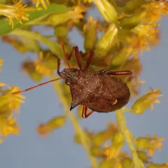 Spiny Shield Bug thumbnail 3