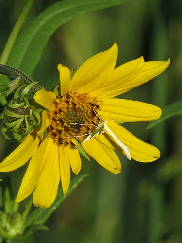 Sulphur Plume Moth
