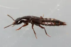 Quedionuchus longipennis thumbnail 2